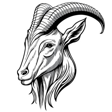Vector illustration of animal head domestic goat of the species Capra hircus