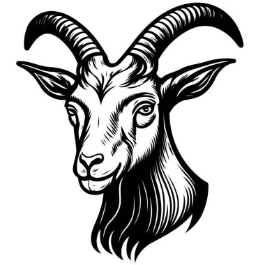 Vector illustration of animal head domestic goat of the species Capra hircus