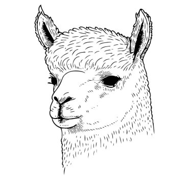 Vector illustration of camelid animal head called alpaca