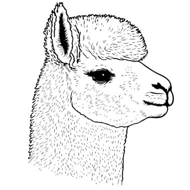 Vector illustration of camelid animal head called alpaca