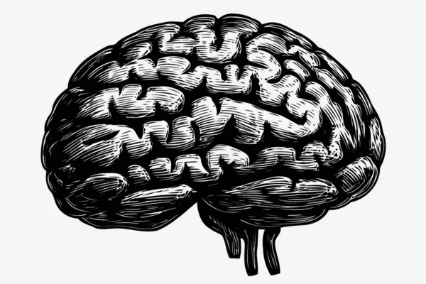 Human Nervous System Brain Organ Minimalist Vector Illustration — Stock Vector