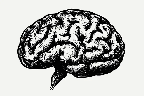 Human Nervous System Brain Organ Minimalist Vector Illustration — Stock Vector