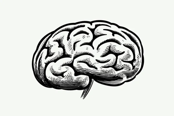 Sistema Nervoso Humano Órgão Cerebral Minimalista Vetor Ilustração — Vetor de Stock