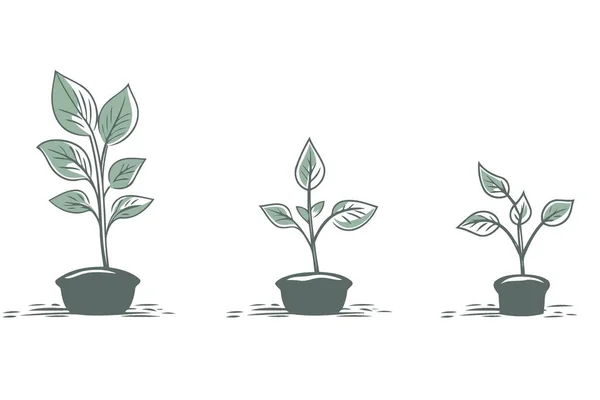 Trei Plante Care Cresc Trei Ghivece Ilustrație Vectorială Minimalistă — Vector de stoc