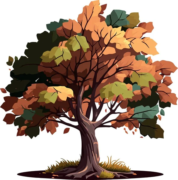 Beech Tree Dicotyledonous Plant Minimalist Vector Illustration — Stock Vector