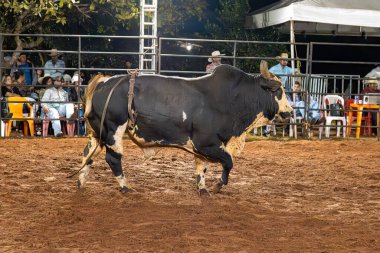 Itaja, Goias, Brezilya - 04 21 2023: bir arenada boğa biniciliği yarışında boğa