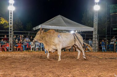 Itaja, Goias, Brezilya - 04 21 2023: bir arenada boğa biniciliği yarışında boğa