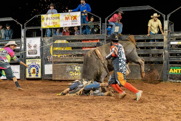Itaja Goias Brazil 2023 Rider Bull Lying Ground Saves Lives — Stock Photo, Image