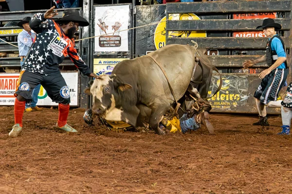 stock image Itaja, Goias, Brazil - 04 21 2023: bull jumping on top of bull riding accident competitor