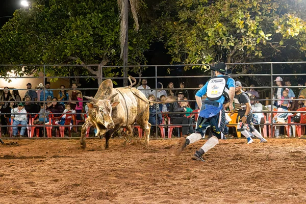 Itaja Goias ブラジル 2023年 ロデオアリーナでの雄牛とのロデオ救命 — ストック写真
