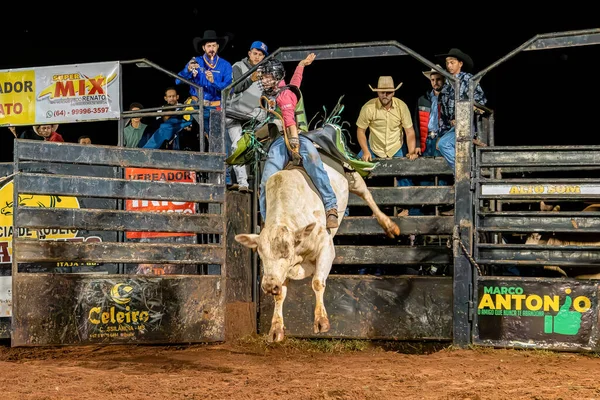Itaja Goias Brazil 2023 Cowboy Man Riding Bull Practicing Bull — Stock Photo, Image