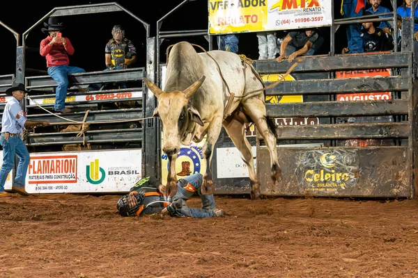 Itaja Goias Brazil 2023 Rodeo Rider Falling Bull Bull Riding — Stock Photo, Image