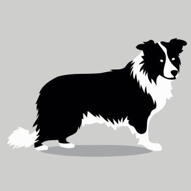 Siyah-beyaz minimalist vektör illüstrasyonunda Sınır Collie silueti