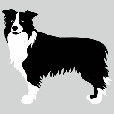 Siyah-beyaz minimalist vektör illüstrasyonunda Sınır Collie silueti