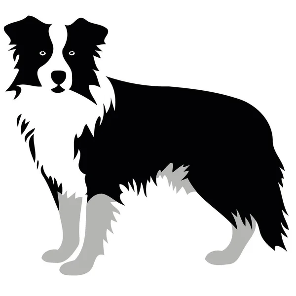 Собака Породы Border Collie Силуэт Черно Белом Минималистском Векторной Иллюстрации — стоковый вектор