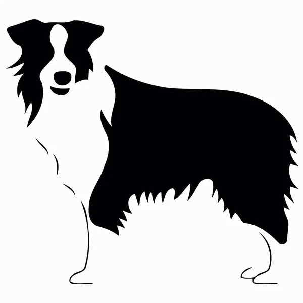 Pes Plemene Hraniční Kolie Silueta Černobílé Minimalistické Vektorové Ilustrace — Stockový vektor