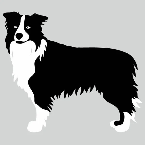 Pies Rasy Granicznej Collie Sylwetka Czarno Biały Minimalistyczny Wektor Ilustracji — Wektor stockowy