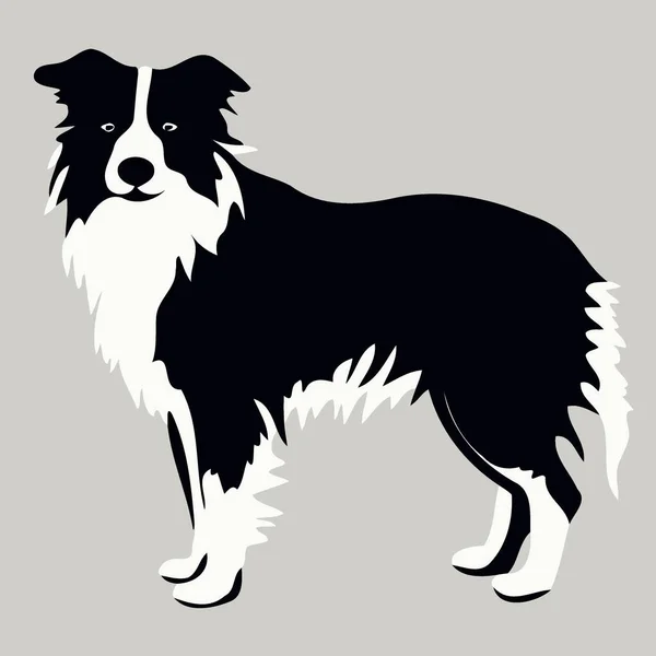 Hond Van Het Ras Border Collie Silhouet Zwart Wit Minimalistische — Stockvector
