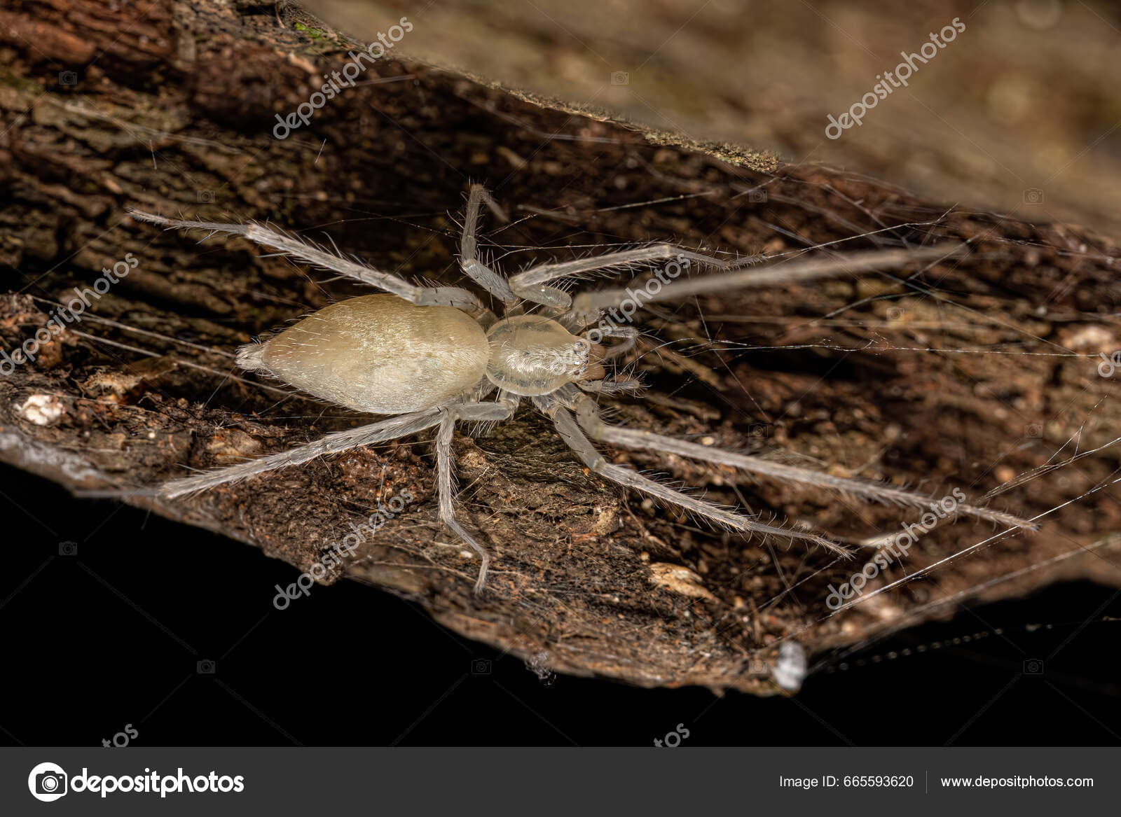 familia long legs