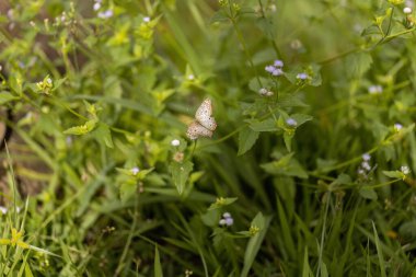 Adult White Peacock Moth of the species Anartia jatrophae