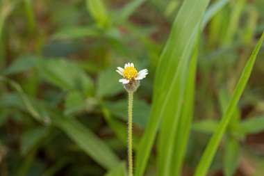 Tridax Tridax procumbens türünün Tridax Daisy Flower 'ı