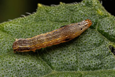 Spodoptera cinsinden kahverengi tırtıl güvesi.