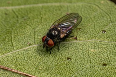 Neosilba cinsinden Yetişkin Lance Fly