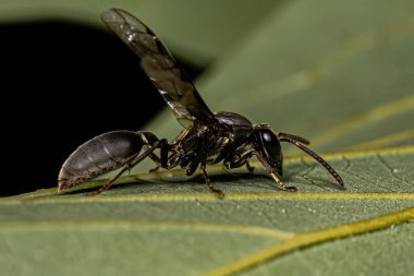 Polybia cinsinden Yetişkin Uzun Belli Bal Arısı