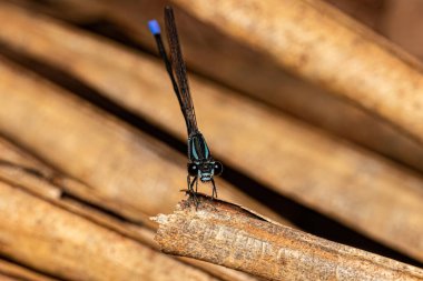 Coenagrionidae ailesinin Yetişkin Dar kanatlı Küçük Sineği