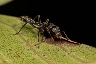 Pseudomyrmex cinsinden Yetişkin Dişi Dişi Karınca