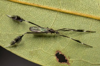 Molophilus cinsinden Yetişkin Limoniid Turna Sineği