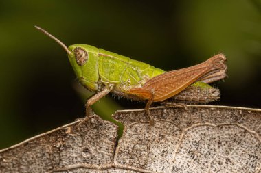 Yetişkin Çizgili Çekirge Yüzlü Orphulellini Kabilesi