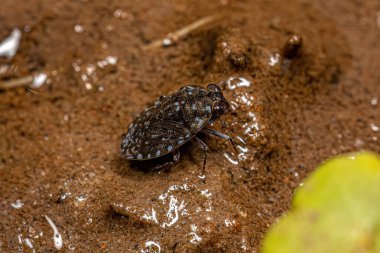 Ochterus cinsinin küçük Velvety Shore Böceği