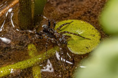 Lycosidae ailesinin küçük kurt örümceği.