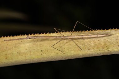Adult Thespid Mantis of the Genus Thesprotia