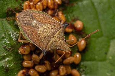 Yetişkin Yeşil Göbek Böceği türü Diceraeus melacanthus