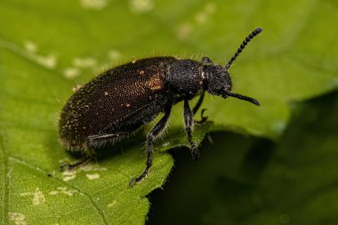 Yetişkin uzun eklemli böcek türü Lagria villosa