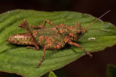 Short-horned Grasshopper Insect of the Genus Ommexecha