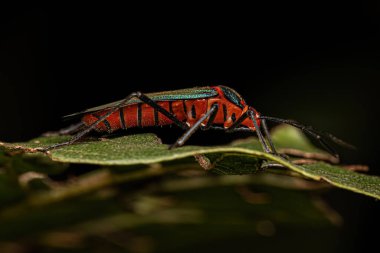 Sphictyrtus cinsinin yaprak ayaklı böcek perisi.