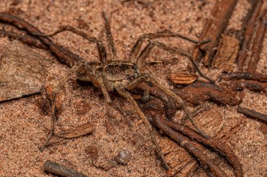 Lycosidae ailesinin küçük kurt örümceği.