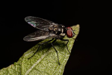 Adult Muscoid Fly of the Superfamily Muscoidea clipart