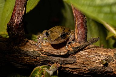 Scinax cinsinin Burunlu Ağaç Kurbağası