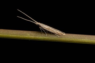 Lepidoptera tarikatının Yetişkin Güve Böceği