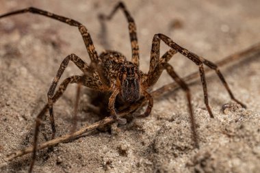 Ctenidae ailesinin gezgin örümceği.