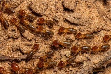 Adult Jawsnouted Termites of the species Syntermes nanus