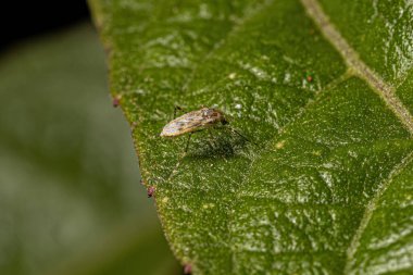 Chironomidae ailesinin ısırmayan yetişkin Midge 'i.