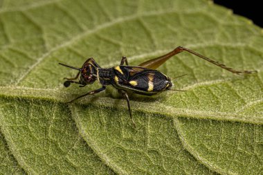 Phylloscyrtus cinsinin küçük gerçek çekirgesi.