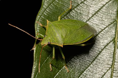Loxa cinsinin Yetişkin Kokulu Böceği