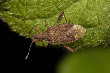 Harmostes cinsinin Yetişkin Kokusuz Bitki Böceği