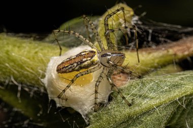 Adult Female Lynx Spider of the species Peucetia rubrolineata with eggs clipart